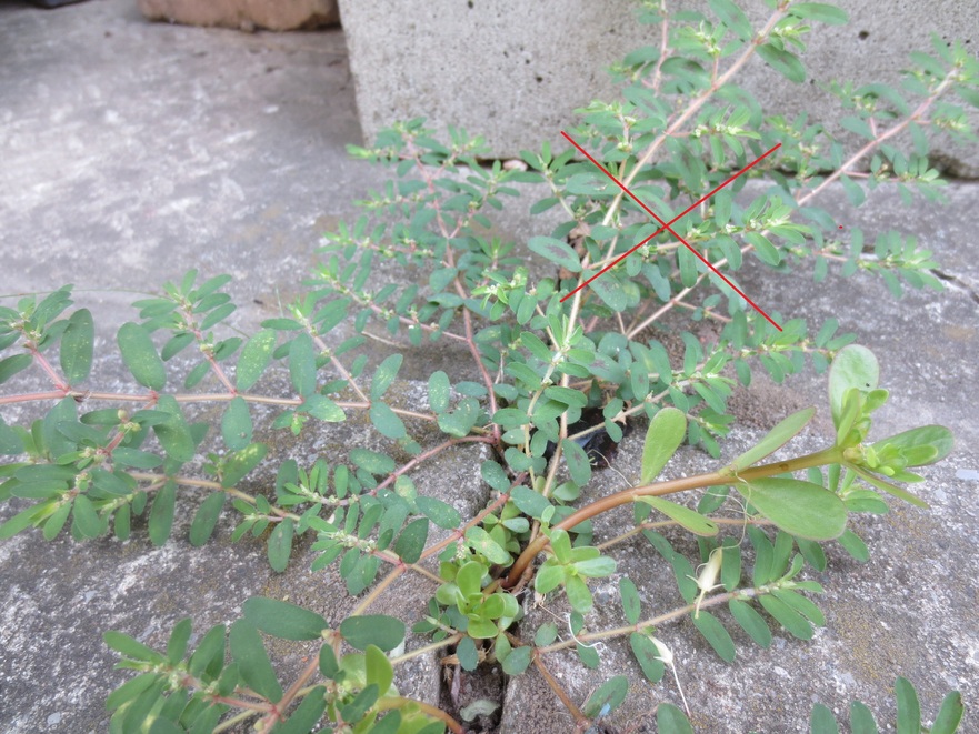 Laptele cucului (Euphorbia Maculata) se aseamănă cu iarba grasă dar este extrem de toxică