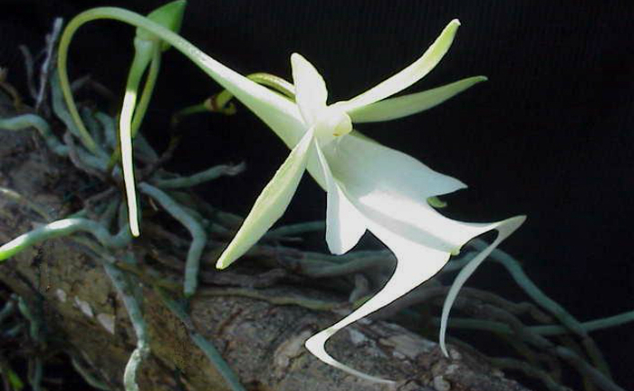 Orhideea fantomă (Dendrophylax lindenii) (wikipedia.org)