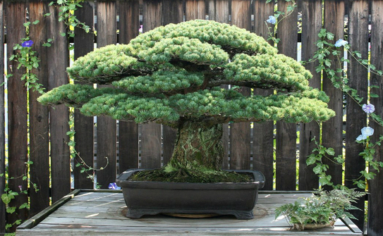 Bonsaiul maestrului Masaru Yamaki (Muzeul Naţional de Bonsai şi Penjing, Washington DC)