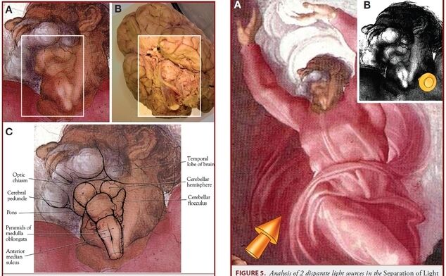 Imagini comparative care arată concluzia la care au ajuns doi cercetători americani, şi anume că artistul ar fi ascuns imaginea unui creier uman în chipul lui Dumnezeu. (descoperă.ro)