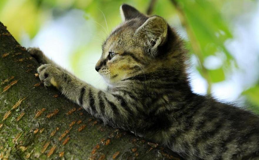 Pui de pisică în copac
