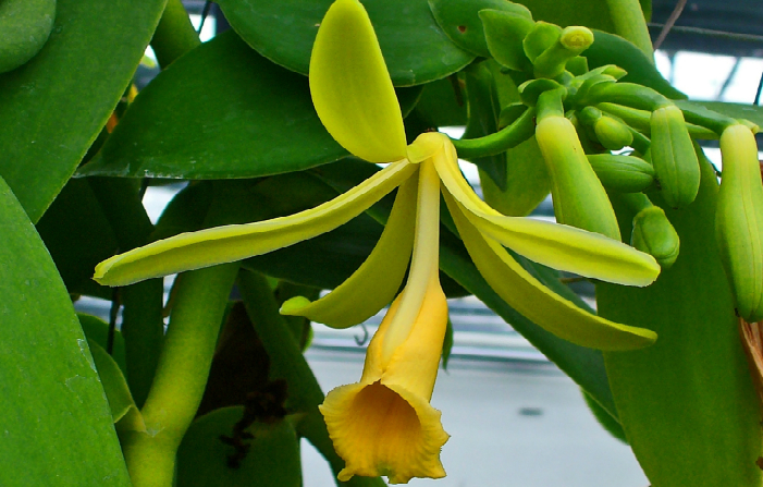 Vanilla planifolia (Wikipedia.org)