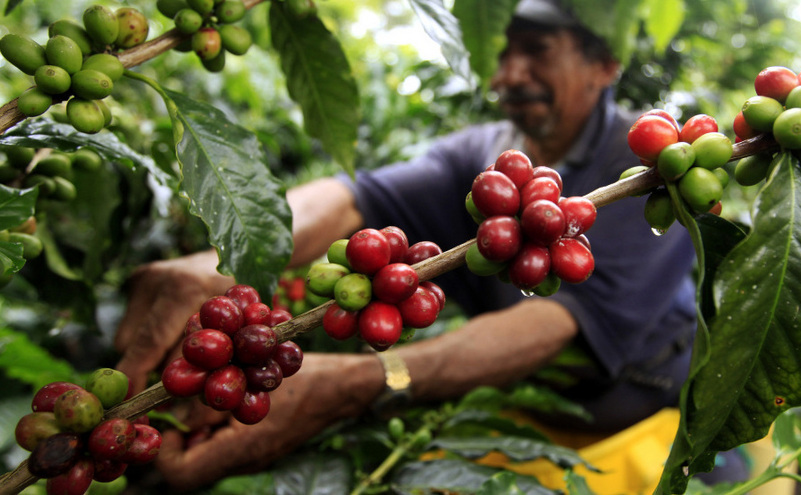 Un culegător de cafea care culege boabele de cafea de pe o plantaţie din Columbia
 