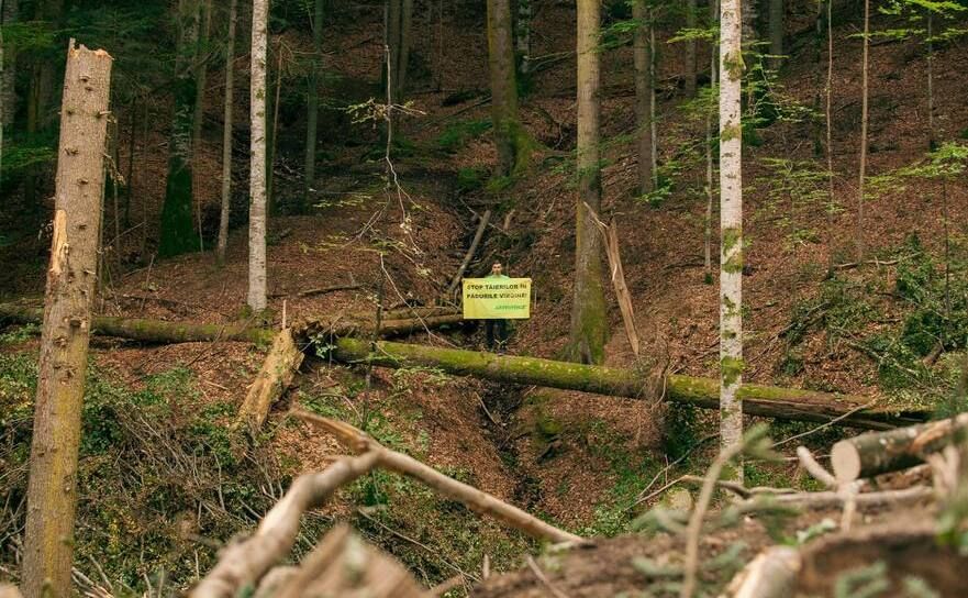 Tăierea pădurilor virgine continuă (Greenpeace, Cristi Grecu)