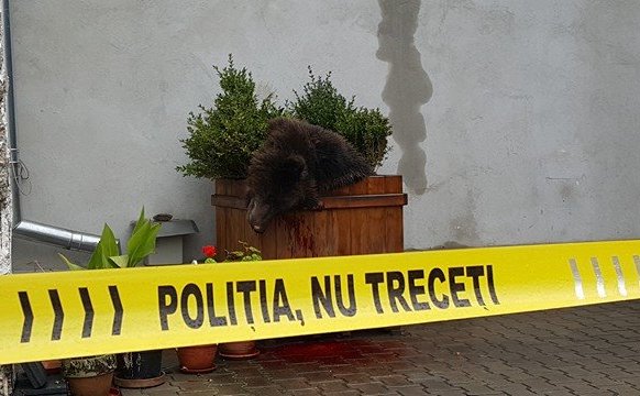 Ursul împuşcat în Sibiu în aceasta dimineaţă (captură foto)