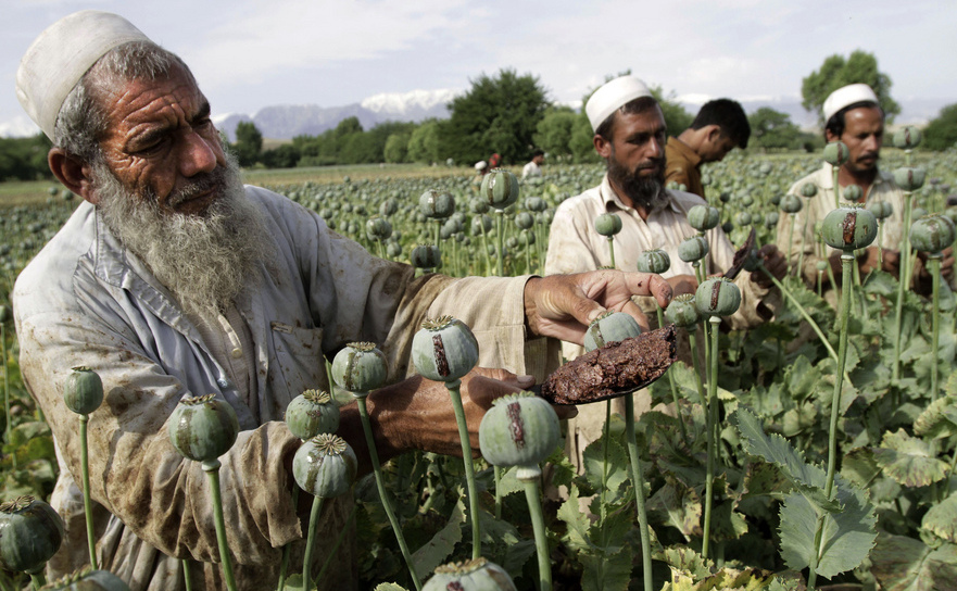 Fermieri afgani lucrează pe un câmp de mac în Khogyani, este de Kabul, Afganistan.