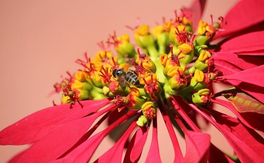 Poinsettia sau Steaua Crăciunului (Pixabay.com)