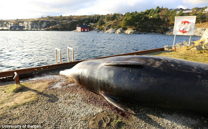 Balena eşuată în Norvegia