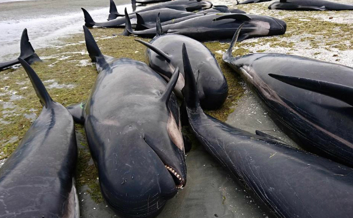 
Balene eşuate în Noua Zeelandă