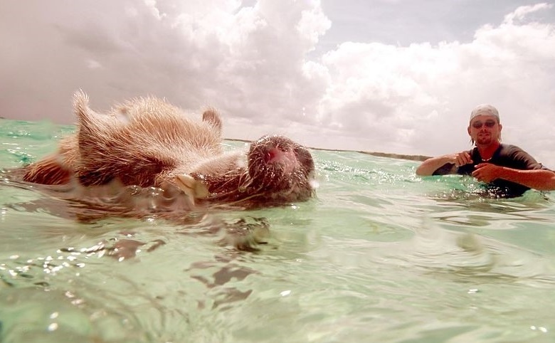 Porc salbatic pe o insula din Bahamas.