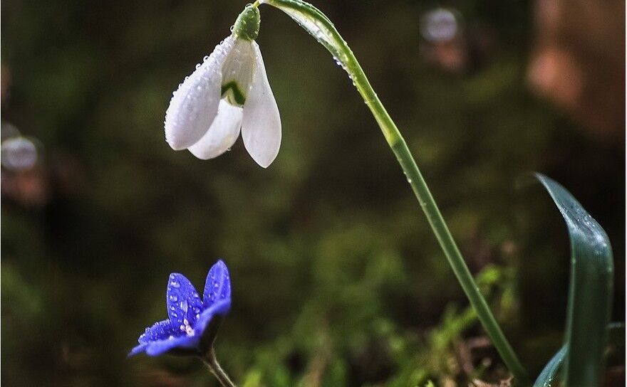 Primele flori ale primăverii: ghiocelul şi vioreaua (Kalmar Zoltan- Facebook)