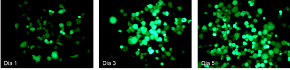 Evoluţia zilnică a celulelor tumorale infectate cu virusul modificat (IDIBAPS / IRB)