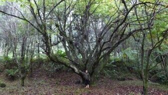 Primul copac plantat de Antonio Vicente este un castan