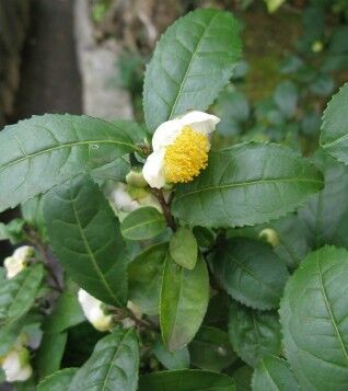 Floare de Camellia Sinensis