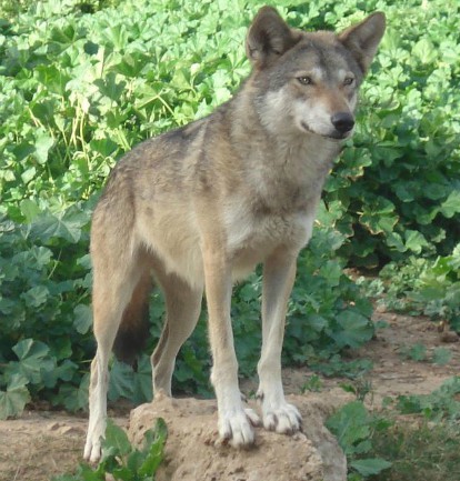 Lupul arab (Canis lupus arabs)