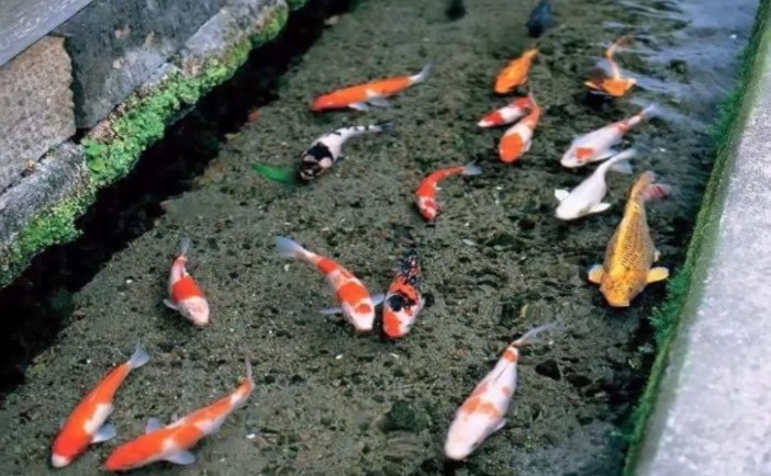 
Peşti Koi în canalele de drenaj din Japonia