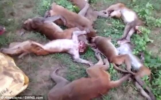 Doisprezece maimuţe moarte de o cauză necunoscută în India (Captură video)