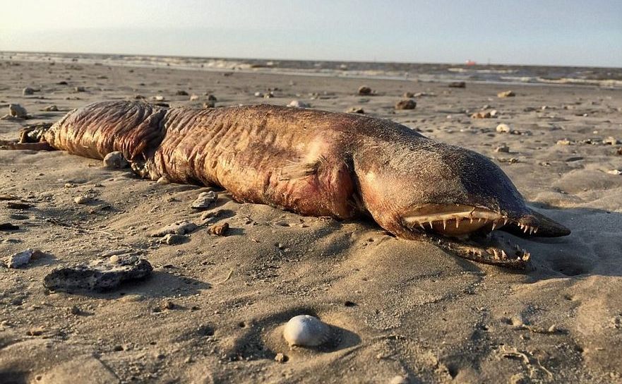 Preeti Desai de la National Audobon Society a găsit carcasa unei creaturi marine misterioase pe o plajă din statul Texas în urma uraganului Harvey