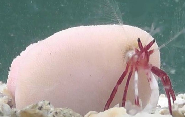 Crabul pustnic "Diogene heteropsammicola" (Momoko Igawa / PLOS One)