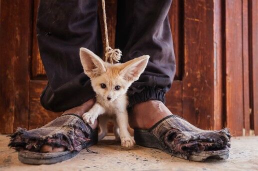  (Photograph: Bruno D’Amicis/Photographers Against Wildlife Crime/Wildscreen)