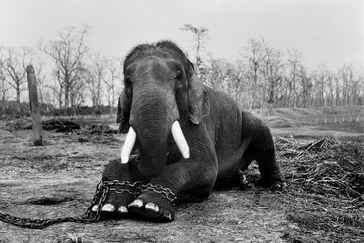  (Photograph: Patrick Brown/Photographers Against Wildlife Crime/Wildscreen)