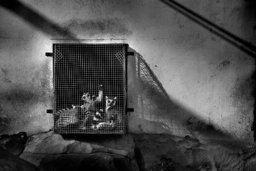  (Photograph: Zheng Xiaoqun/Photographers Against Wildlife Crime/Wildscreen)