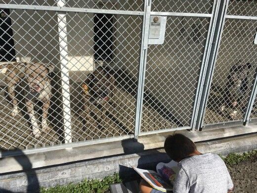  (Facebook | Jacob and the Carson Shelter Dogs)