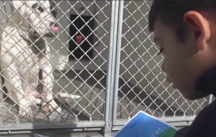 
Acestui băieţel îi place să le citească câinilor dintr-un refugiu
