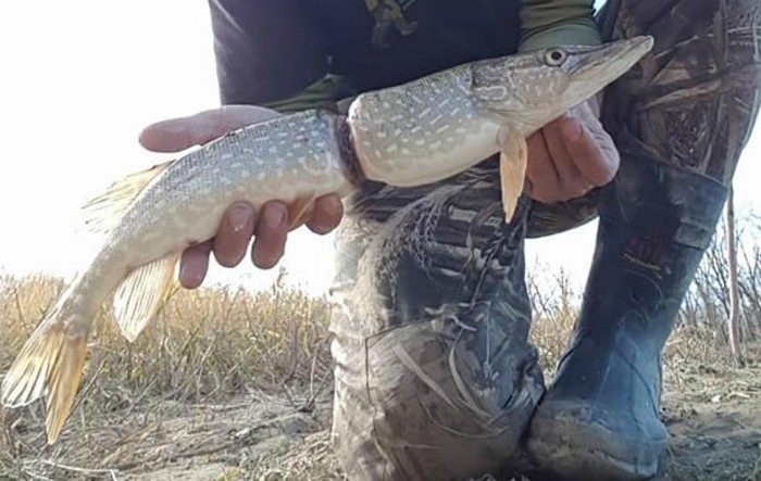 Peşte descoperit în Canada