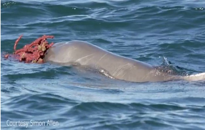 Delfinul australian Sousa sahulensis