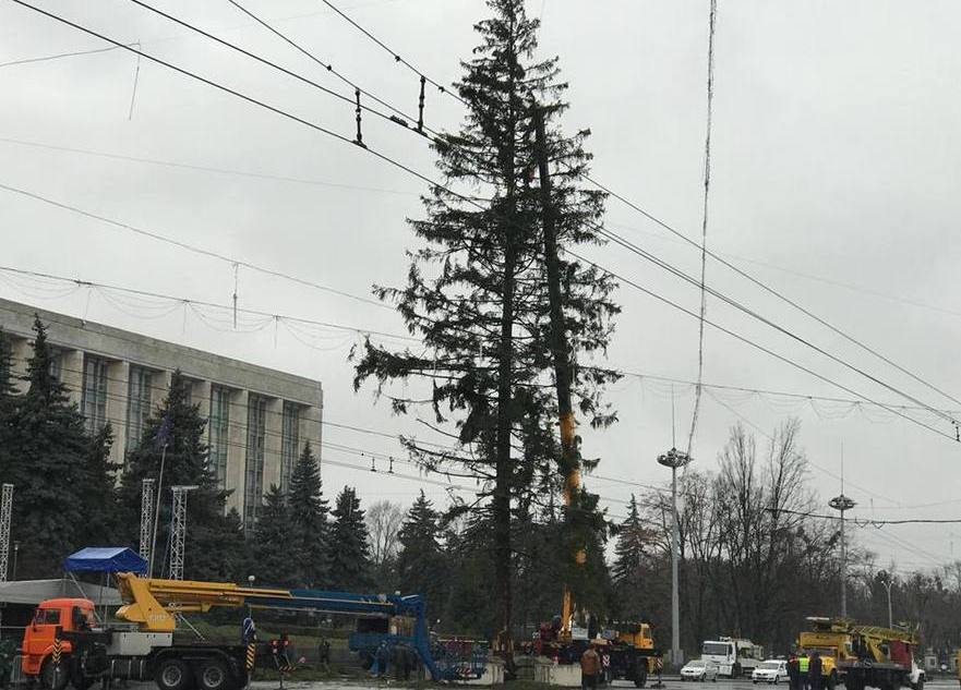 Pomul de Crăciun adus din Ucraina şi instalat în PMAN din Chişinău