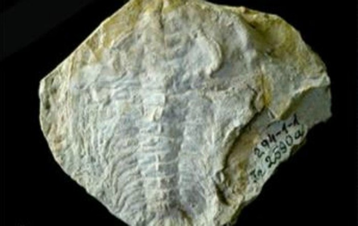 Fosilă de trilobit
