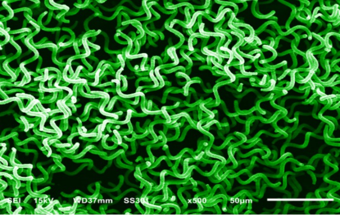 Arthrospira microalgae
