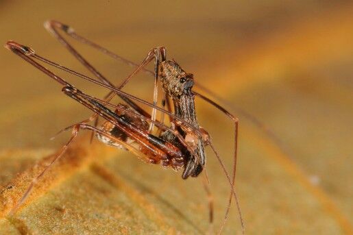 Eriauchenius workmani (Photograph by Nikolaj Scharff)