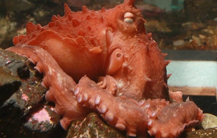Caracatiţă gigantă din Pacific