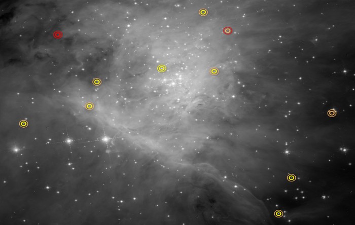 Pitice cenuşii în Nebuloasa din Orion