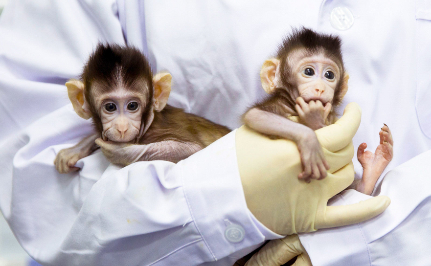Maimuţele clonate Zhongzhong şi Huahua (Getty Images)