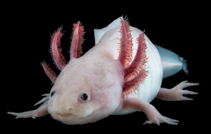 Axolotlul mexican, cunoscut drept „peştele umblător mexican” sau Ambystoma mexicanum