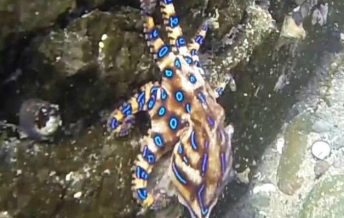 Caracatiţa cu inele albastre (Hapalochlaena lunulata)