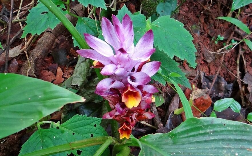 Planta curcuma (rădăcina numită turmeric) (Pixabay.com)