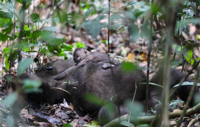 Pui de gorilă (Wildlife Conservation Society (WCS) Congo)