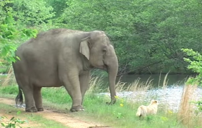 Elefantul Tarra împreună cu prietenul său Bella