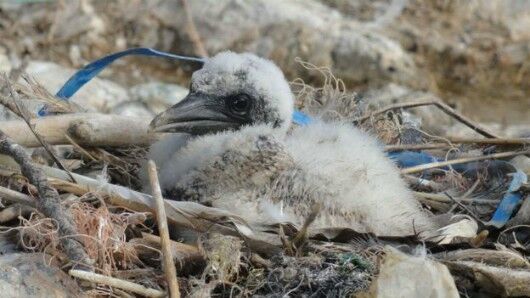  (RSPB Cymru)