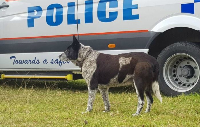 Câinele Max (Twitter Queensland Police)