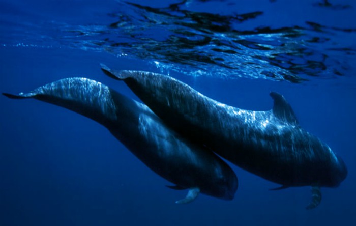 Balene pilot                   (Globicephala macrorhynchus) numite şi calderón tropical
