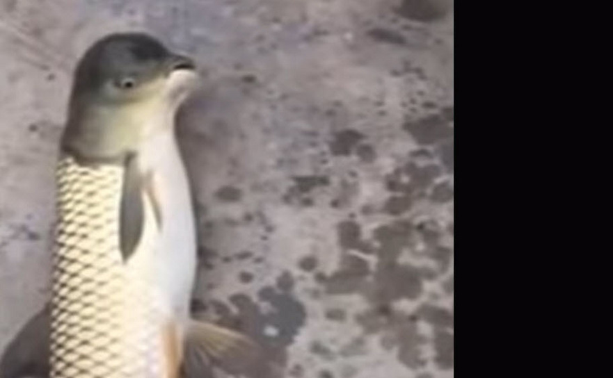 Peşte bizar cu cap de porumbel, descoperit pe coasta chineză (Captură video, youtube)