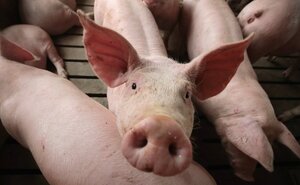 Purcei (Getty Images)