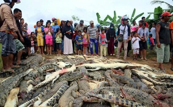 Crocodilii ucişi (captură web)