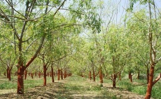 Livadă de Moringa oleifera (bioaksxter.com)