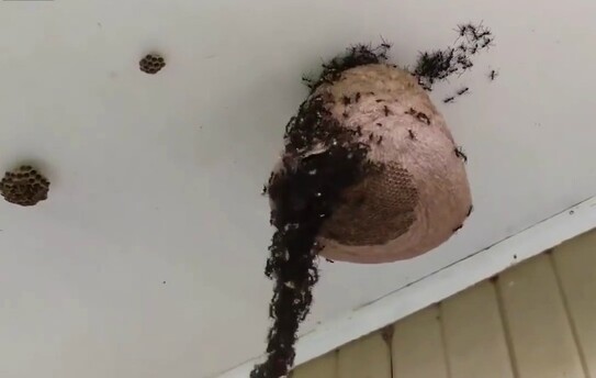 Cuib de viespi atacat de furnicile-legionar (captură video)